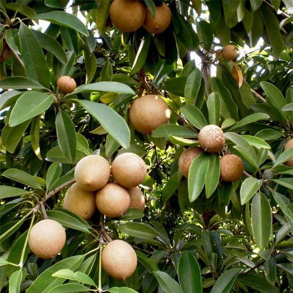 Sapota (Chikoo)